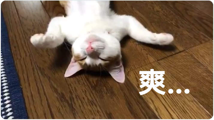 《貓生暖爐初體驗》舒服程度光看貓尾就足以說明一切...  《貓生暖爐初體驗》舒服程度光看貓尾就足以說明一切...