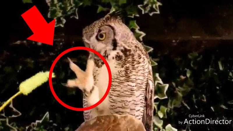 【有片】《貓頭鷹也是貓》拿逗貓棒逗貓頭鷹會怎麼樣呢？