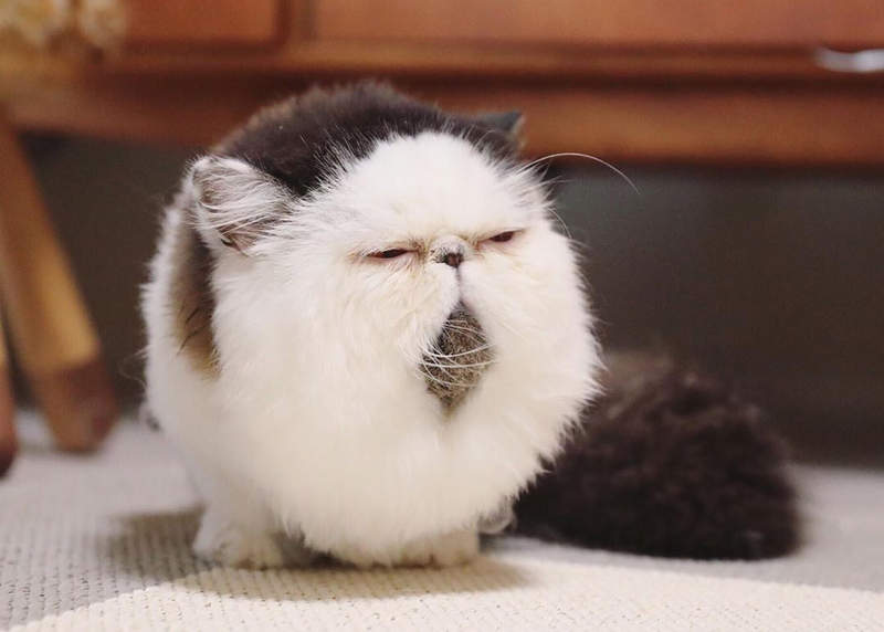 《看起來像毛球一樣的貓》看到這麼圓滾滾的模樣也是新奇 《看起來像毛球一樣的貓》看到這麼圓滾滾的模樣也是新奇