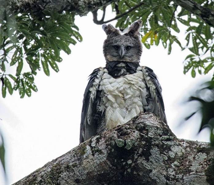 巨型猛禽《角鵰》頭像P上去一樣 都市傳說就是這樣來的嗎...