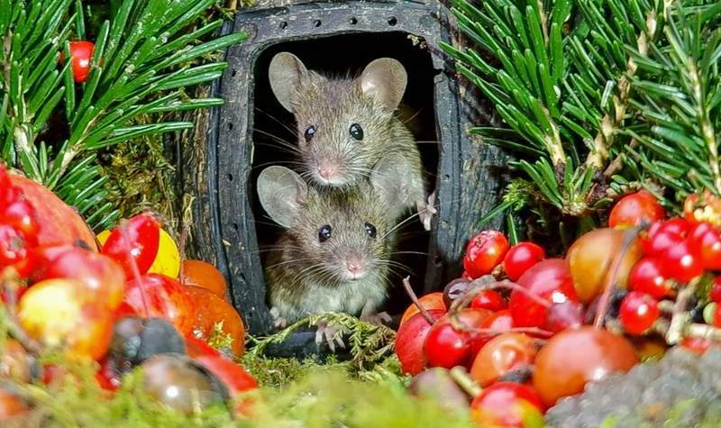 攝影師「Simon Dell」《為老鼠打造溫暖小窩》然後記錄下每一刻