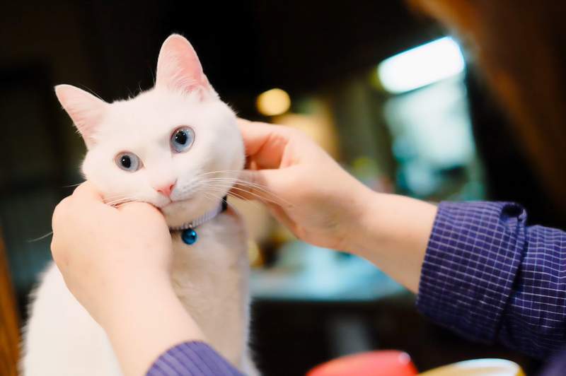 《貓咪項圈挑選攻略》一張圖教你如何挑選適合貓咪毛色的項圈 《貓咪項圈挑選攻略》一張圖教你如何挑選適合貓咪毛色的項圈