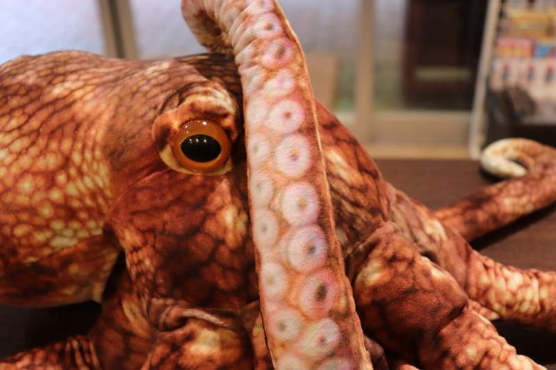 《魚君和水族館合作推出魚玩偶》超乎想像的逼真程度推民騷動... 《魚君和水族館合作推出魚玩偶》超乎想像的逼真程度推民騷動...