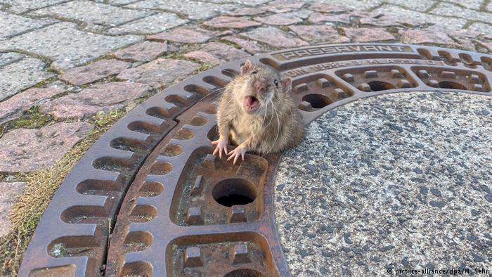 《被卡在水溝蓋上的老鼠》害怕的表情都讓人有點於心不忍了... 《被卡在水溝蓋上的老鼠》害怕的表情都讓人有點於心不忍了...