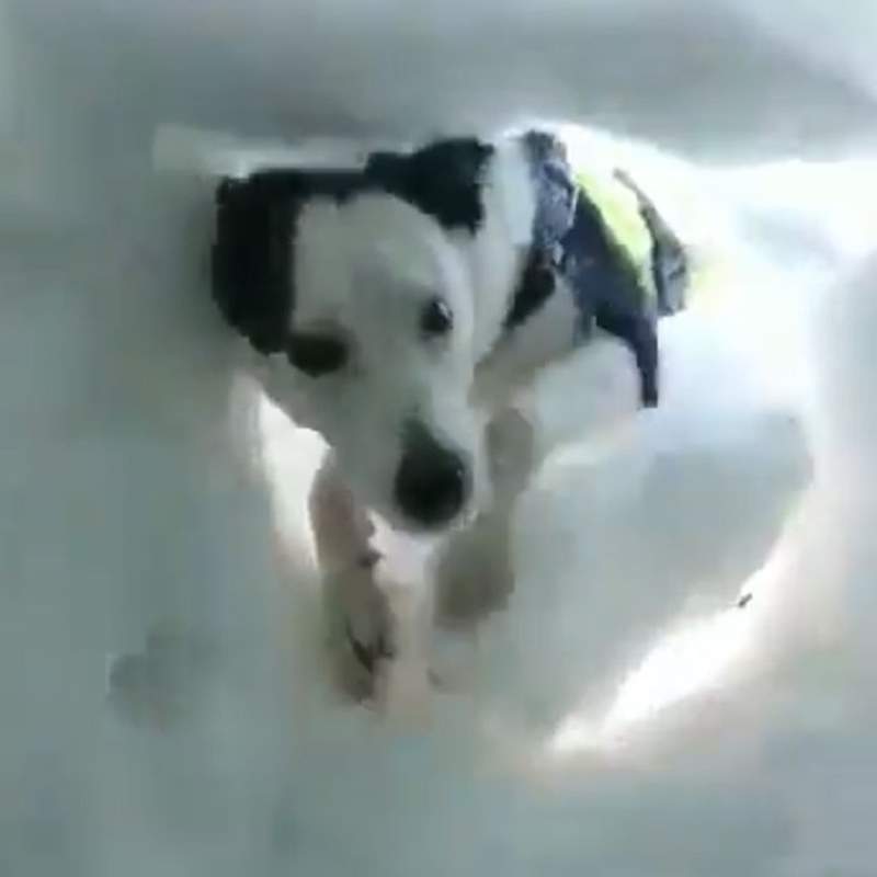 這畫面好暖心《被救援犬拯救的視角》看到毛孩探頭瞬間直接萌殺♥ 這畫面好暖心《被救援犬拯救的視角》看到毛孩探頭瞬間直接萌殺♥