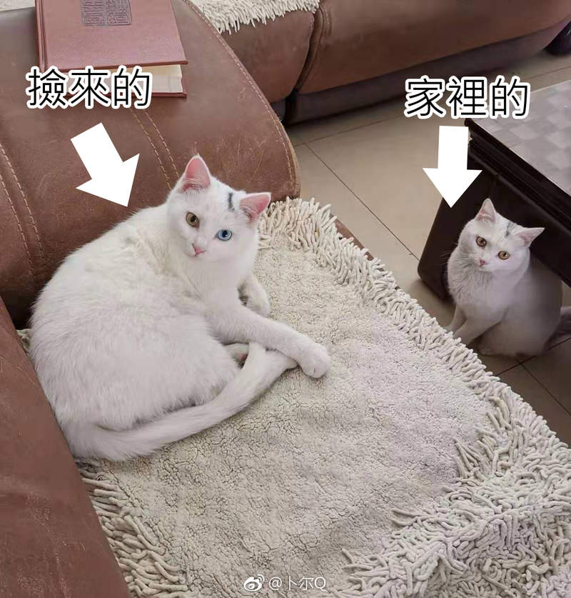 這也太巧了《跟著媽媽回家的貓》居然跟家中的貓長得一樣 這也太巧了《跟著媽媽回家的貓》居然跟家中的貓長得一樣