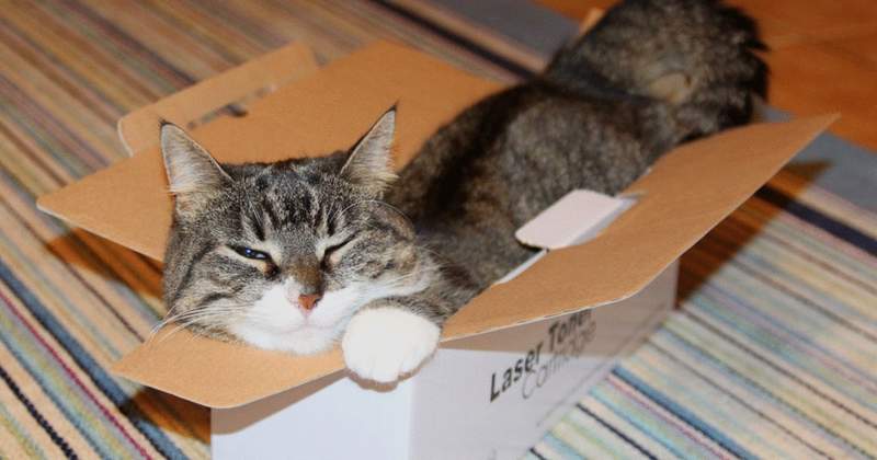 《不小心把貓給寄出去》再喜歡箱子也不喜歡被寄出去吧 《不小心把貓給寄出去》再喜歡箱子也不喜歡被寄出去吧