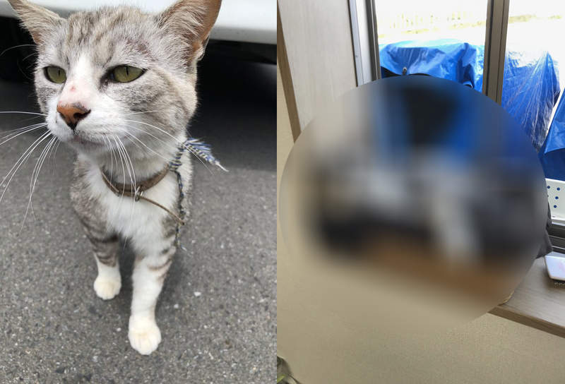 《公司撿到流浪貓的結果》4個月過去竟散發出一股資深員工的老鳥氣息...