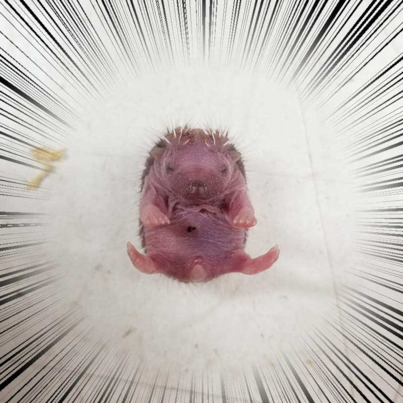 《剛出生的刺蝟寶寶》推民疑問刺蝟媽媽要如何生下滿身刺的小寶寶？