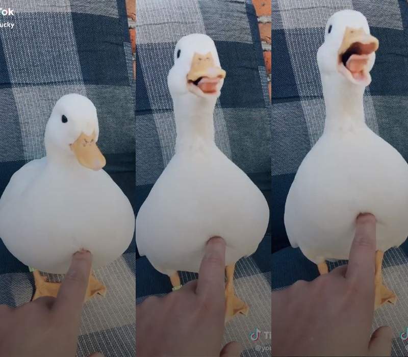 這笑聲根本唐老鴨阿《被戳中笑點的鴨子》魔性笑聲讓人忍不住一聽再聽♥ 這笑聲根本唐老鴨阿《被戳中笑點的鴨子》魔性笑聲讓人忍不住一聽再聽♥