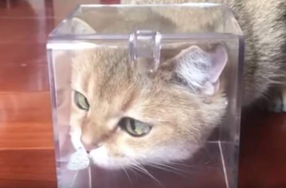 【有片】喵的勒困惑《被蝴蝶爬到鼻子上的貓》太好奇鑽進箱子的結果是~喵 【有片】喵的勒困惑《被蝴蝶爬到鼻子上的貓》太好奇鑽進箱子的結果是~喵