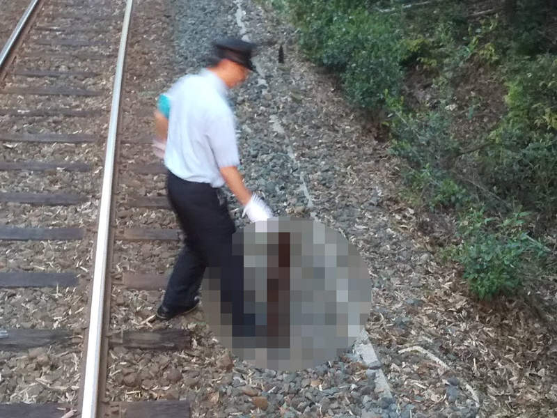 《日本電車珍奇誤點理由》鐵軌上影響運行的不速之客沒想到竟然是它...