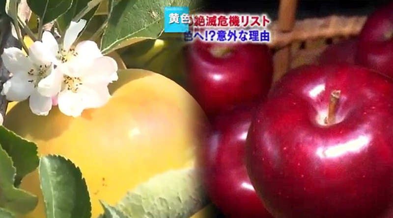 《日本紅色蘋果滅絕危機》要曬到紅通通太麻煩 青森果農都改種黃色蘋果了…… 《日本紅色蘋果滅絕危機》要曬到紅通通太麻煩 青森果農都改種黃色蘋果了……