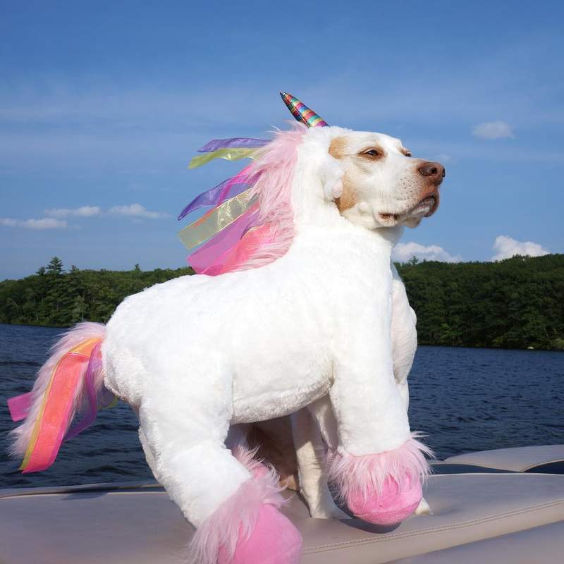 這主人很有事《狗狗的各種變裝》感覺汪星人已經生無可戀了XD