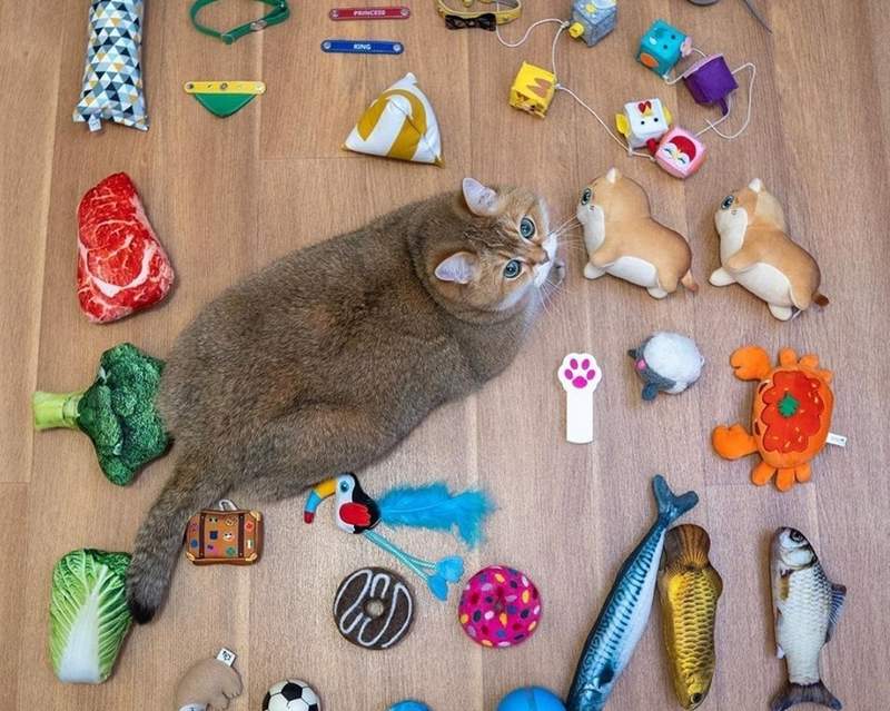 我家孩子最可愛《寵物開箱圖》被玩具包圍感覺好幸福啊～