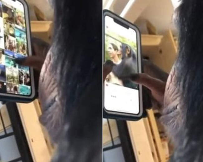 【衝擊】《滑手機的黑猩猩》告訴我這不是猩球崛起對吧！？