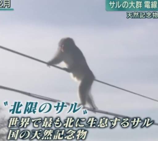 《走電線獼猴》30幾隻接龍一隻一隻走好壯觀(ʘᗩʘ’)