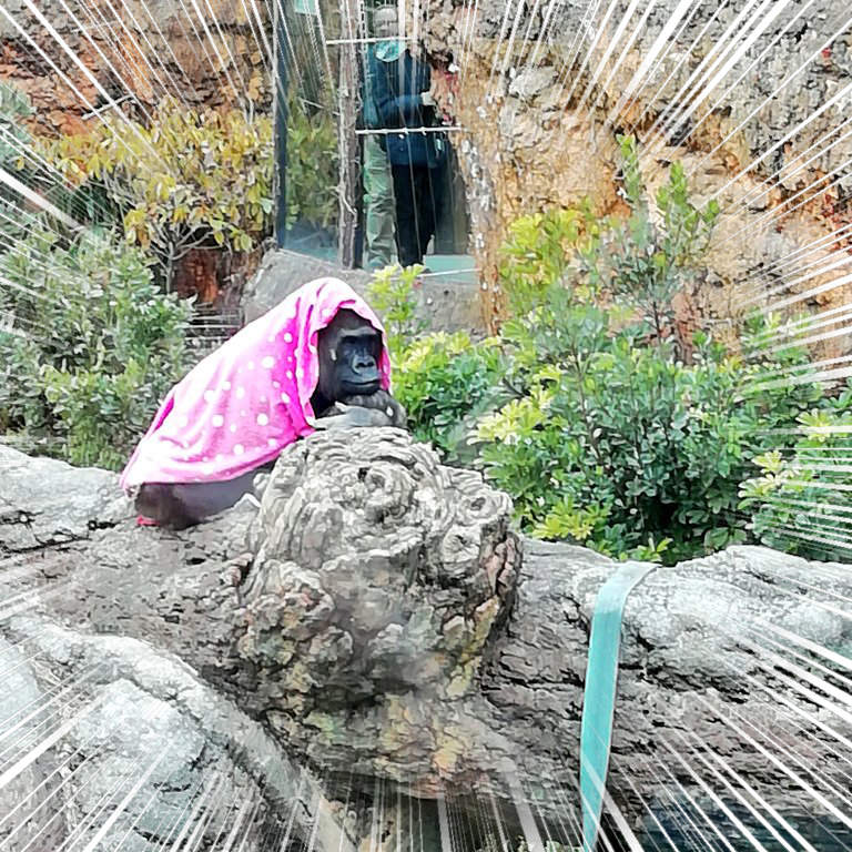 《大猩猩的小毯毯》這什麼奇妙的反差萌，看久了覺得有點可愛ww