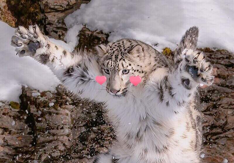 激萌♥《雪豹跳起來的瞬間》原來凶狠的雪豹也有如此可愛的瞬間阿~ 激萌♥《雪豹跳起來的瞬間》原來凶狠的雪豹也有如此可愛的瞬間阿~