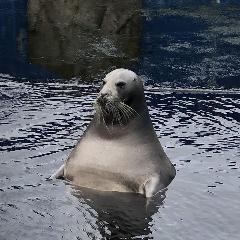 水族館驚見《大叔海豹》網友吐槽：何必老遠跑去水族館，隨便澡堂裡都看得到ww