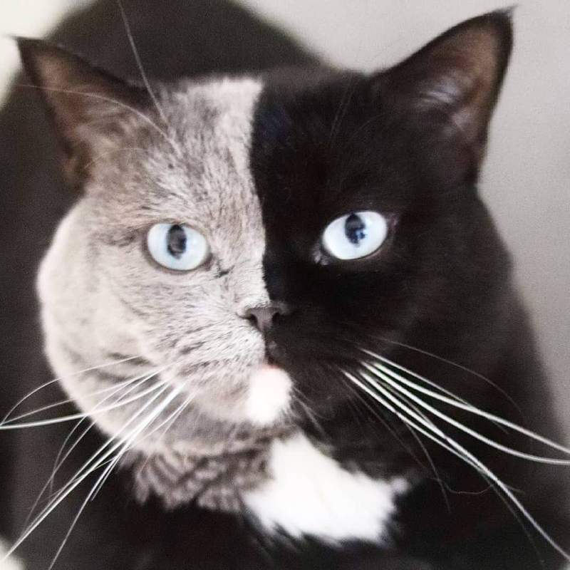 網路瘋傳《法國「雙面貓」Narnia》可不是生到一半沒墨水才長這樣喔~ 網路瘋傳《法國「雙面貓」Narnia》可不是生到一半沒墨水才長這樣喔~