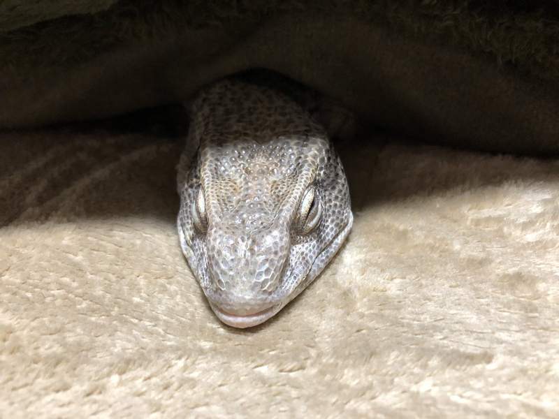 《讓寵物墮落的電熱毯》終於連蜥蜴也臣服於電毯的熱力之下...❤ 《讓寵物墮落的電熱毯》終於連蜥蜴也臣服於電毯的熱力之下...❤