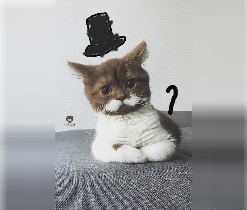 貴氣十足《白鬍鬚紳士貓》舉手投足都散發著氣質真是帥(ΦωΦ) 貴氣十足《白鬍鬚紳士貓》舉手投足都散發著氣質真是帥(ΦωΦ)