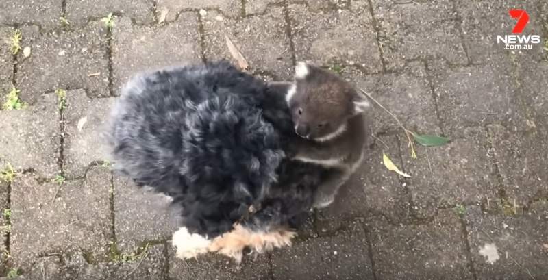 只在澳洲看得到《無尾熊搭狗狗便車》一天睡20個小時連走路都懶w 只在澳洲看得到《無尾熊搭狗狗便車》一天睡20個小時連走路都懶w