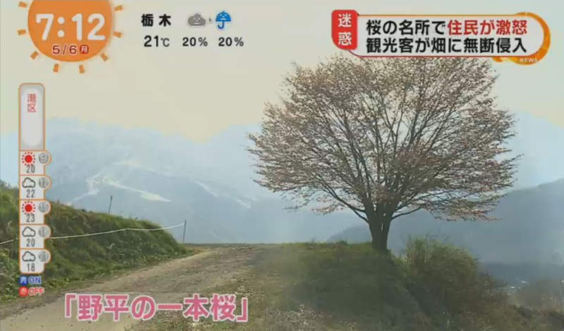 《沒品觀光客壞美景》為拍美麗櫻花踐踏農田 當地居民怒譙再亂乾脆砍樹吧…… 《沒品觀光客壞美景》為拍美麗櫻花踐踏農田 當地居民怒譙再亂乾脆砍樹吧……