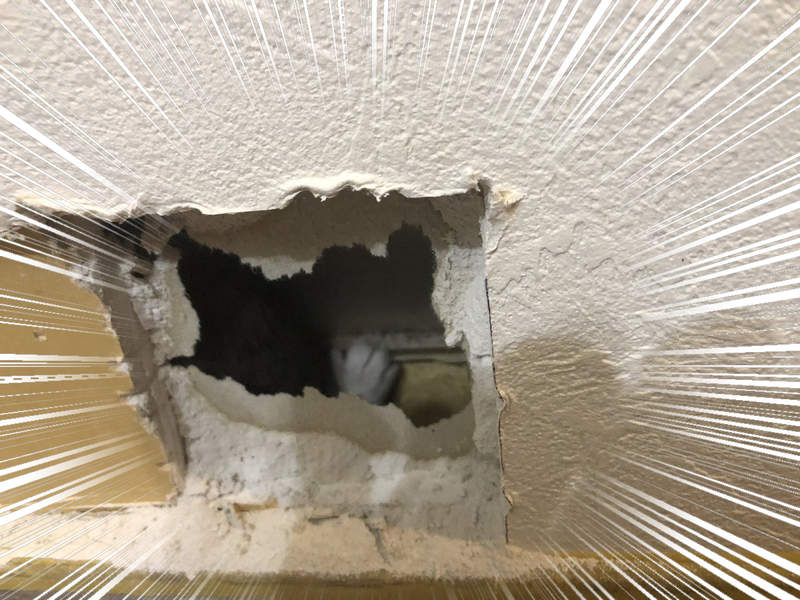《開牆救貓大作戰》家裡牆壁裡竟然躲著小貓,不少推民意外都有相同經驗... 《開牆救貓大作戰》家裡牆壁裡竟然躲著小貓,不少推民意外都有相同經驗...