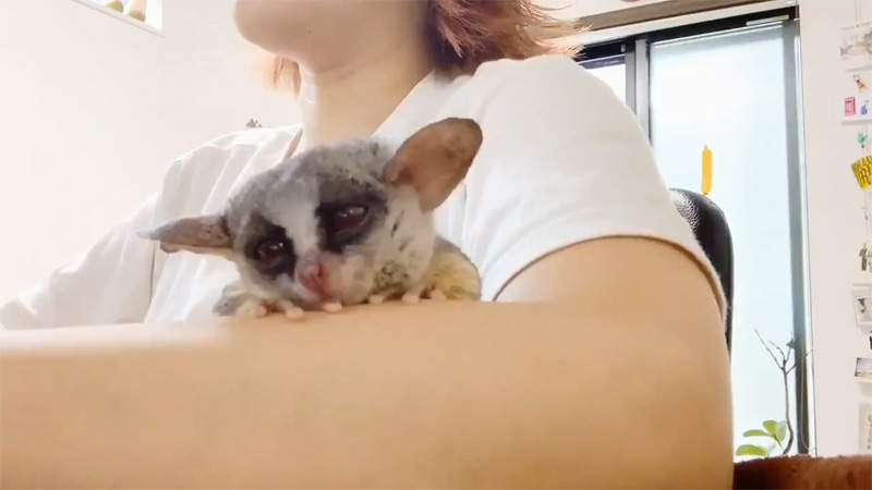 【有片】敲敲敲可愛《在手臂上睡著的嬰猴》超萌動作把眾網友們都萌翻惹