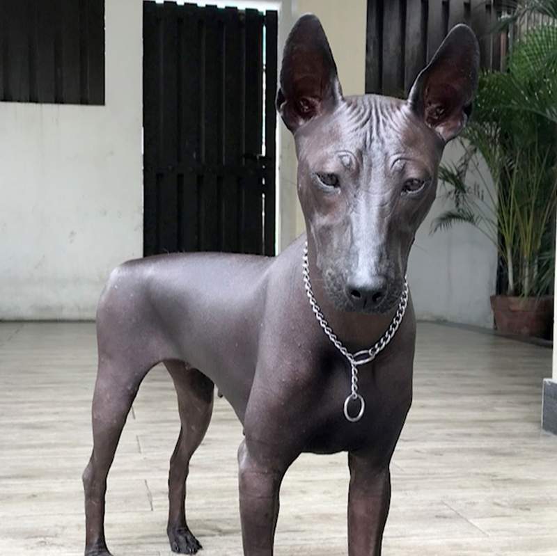 稀有犬種《墨西哥無毛犬Piper》每個人看到都問：是狗還是雕像阿？