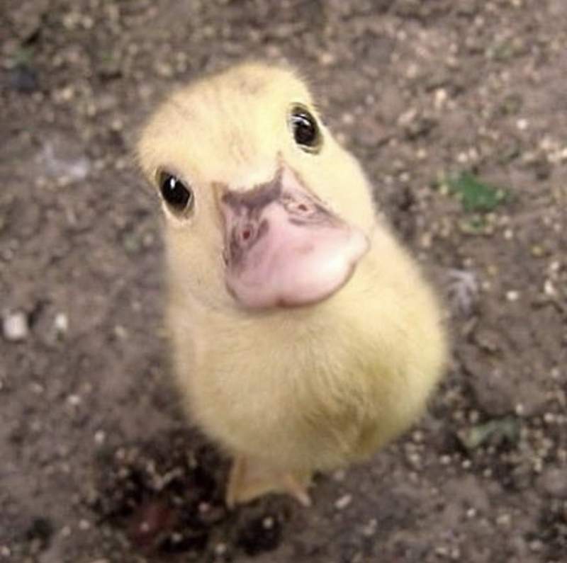 激萌《專門分享鴨寶寶的推特》這推特除了鴨寶寶外還是鴨寶寶 激萌《專門分享鴨寶寶的推特》這推特除了鴨寶寶外還是鴨寶寶