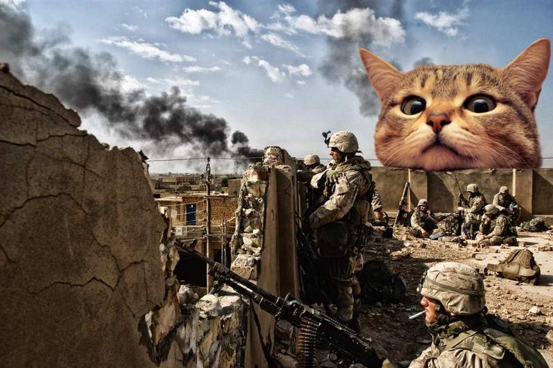 看到舒壓《軍武大貓》如果真的有這麼大隻的貓就好了 看到舒壓《軍武大貓》如果真的有這麼大隻的貓就好了