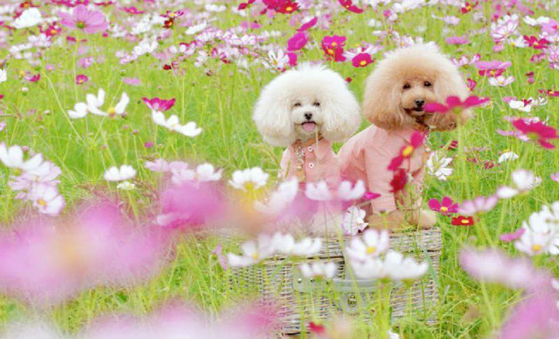 《汪星人攝影師大炎上》為拍狗狗照片踐踏花圃 人家沒品自己也可以跟著沒品嗎…… 《汪星人攝影師大炎上》為拍狗狗照片踐踏花圃 人家沒品自己也可以跟著沒品嗎……