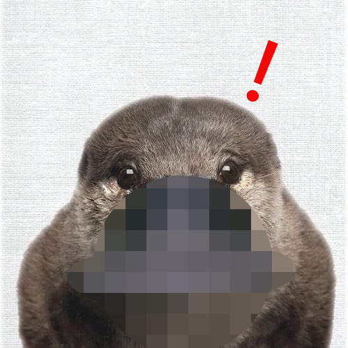 覺得可愛《鴨嘴獸的正面照》嘴巴扁扁的模樣讓網友覺得怎麼這麼像新幹線XD