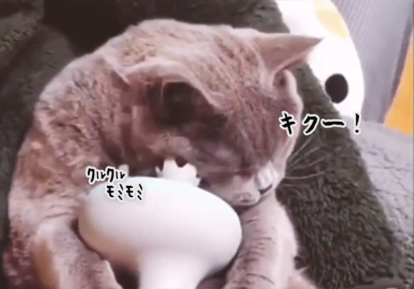 《當貓遇到按摩機》原來喵星人爽到翻掉時會是這種表情XD