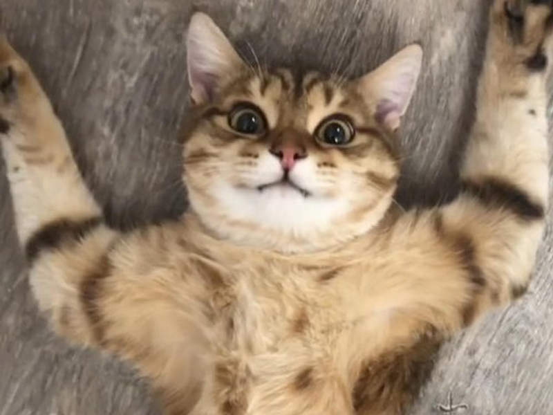 毫無防備《大字形躺的喵星人》這睡姿真的太萌啦 ❤