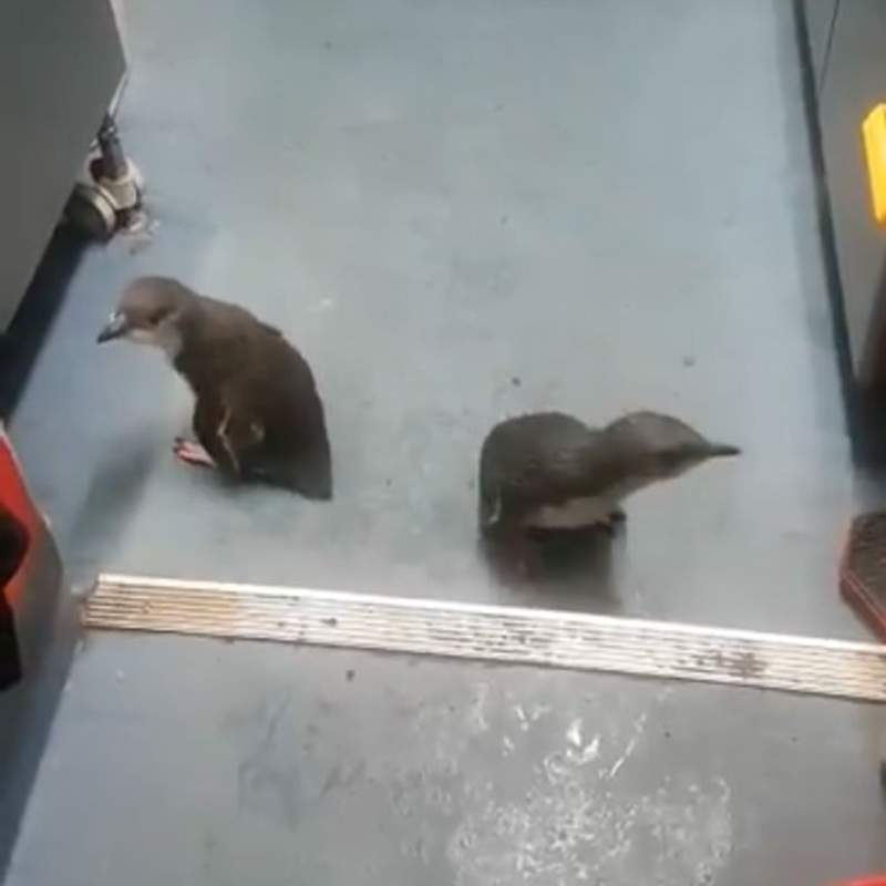 二度逮捕《闖入壽司店的企鵝》這些企鵝不停闖空門不把警察放在眼裡w 二度逮捕《闖入壽司店的企鵝》這些企鵝不停闖空門不把警察放在眼裡w