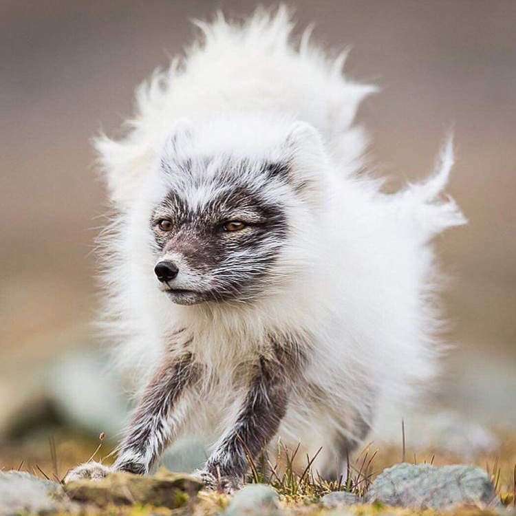 網路驚見《不可思議的奇妙物種》真相竟然是動物園裡的這個動物!? 網路驚見《不可思議的奇妙物種》真相竟然是動物園裡的這個動物!?