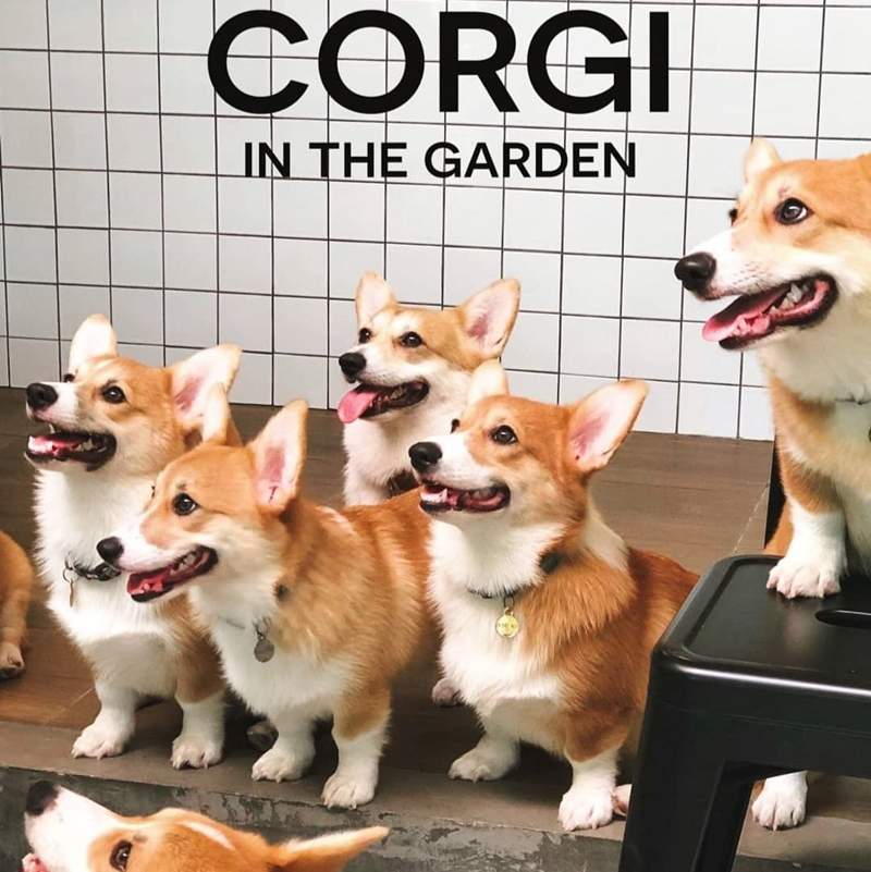 泰國曼谷《柯基咖啡廳》12隻萌犬柯基看著你太可愛啦～