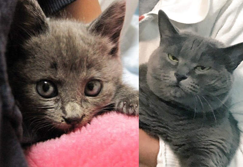 《流浪貓的Before & After》當初又小又可愛的喵，現在竟然變成這副德行ww