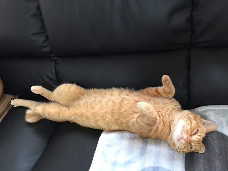 強颱襲日《進到家中避難的流浪貓》等等，這是客人該有的樣子嗎...ww