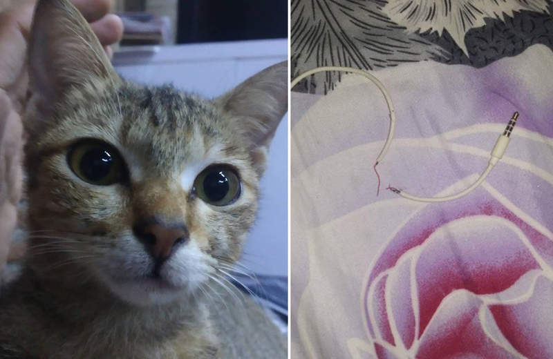 《貓咬斷了耳機線》被罵了一頓後......抓了一條蛇回來賠罪