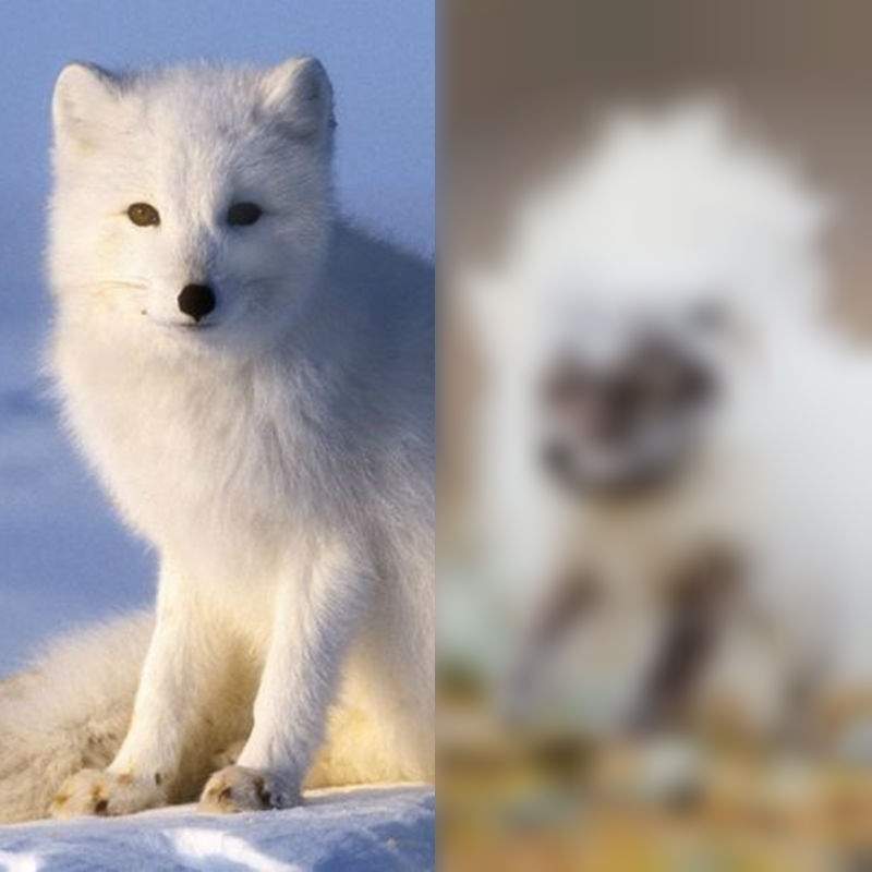 換毛期一秒打回原形《北極狐》換毛期的牠們說有多尷尬就有多尷尬w 換毛期一秒打回原形《北極狐》換毛期的牠們說有多尷尬就有多尷尬w