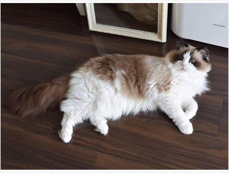 養貓才懂的《貓拖把》對貓奴來說再日常不過的景象,第一次看到還真衝擊ww 養貓才懂的《貓拖把》對貓奴來說再日常不過的景象,第一次看到還真衝擊ww