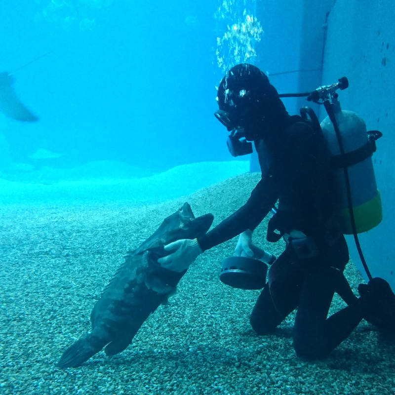 裡面有貓嗎?《愛撒嬌的石斑魚》一看到潛水員就衝過來討摸摸還不肯離去❤ 裡面有貓嗎?《愛撒嬌的石斑魚》一看到潛水員就衝過來討摸摸還不肯離去❤