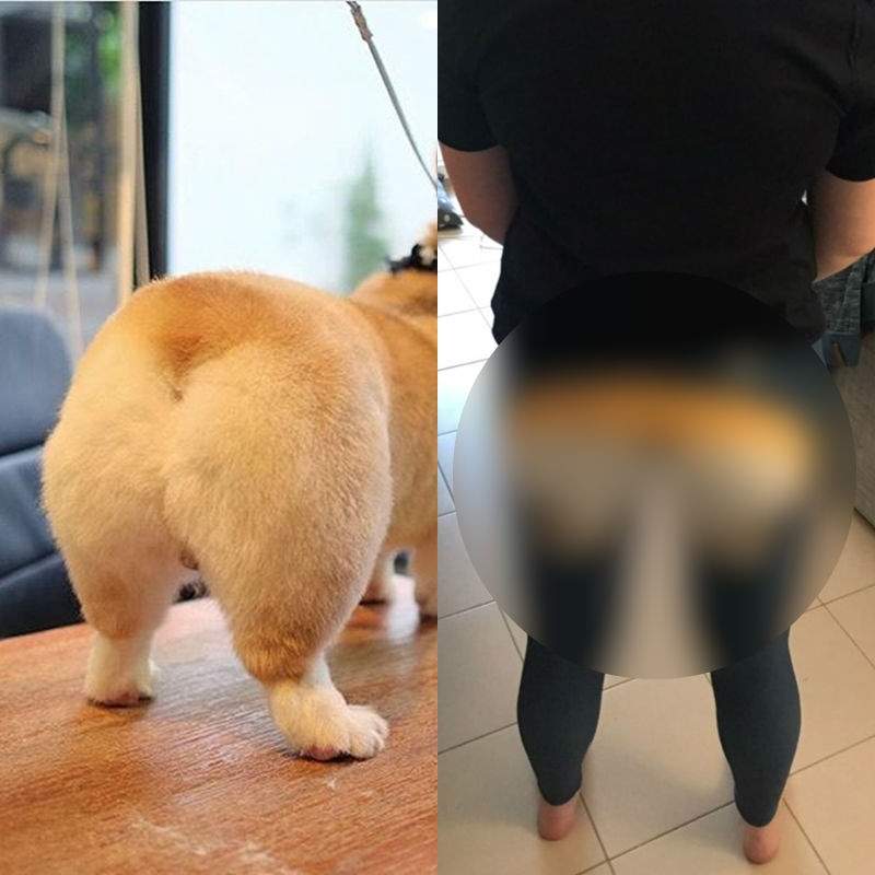 柯基的肥屁屁商機《柯基內搭褲》想要柯基的迷人翹臀?穿上去就對啦~ 柯基的肥屁屁商機《柯基內搭褲》想要柯基的迷人翹臀?穿上去就對啦~