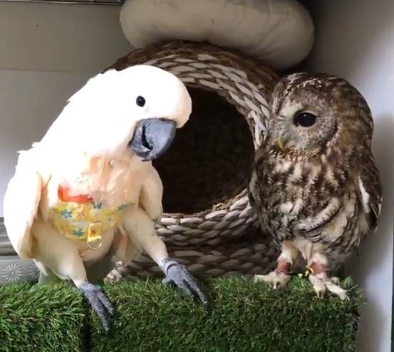 【有片】網路爆紅《推友養的鸚鵡與貓頭鷹》 ㄟㄟ我想跟你做個朋友口以嘛~抓抓