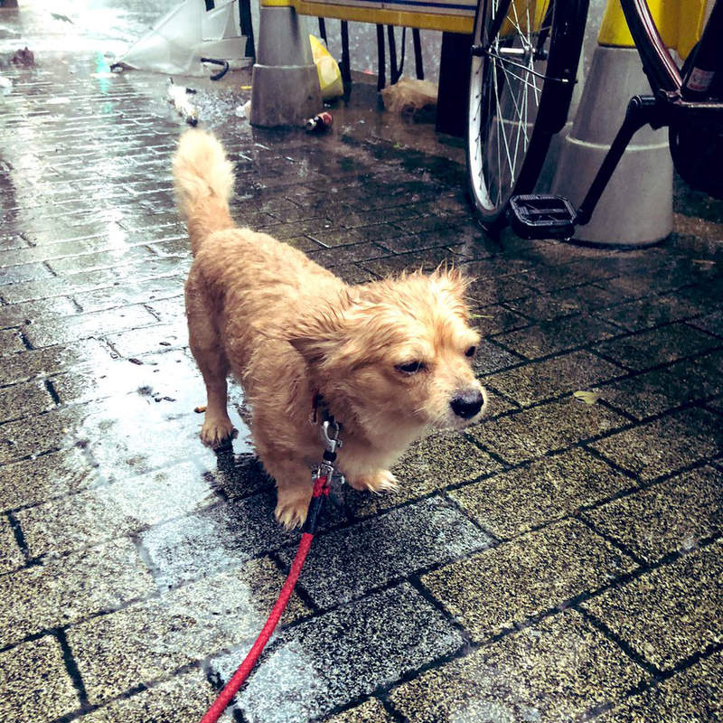 飼主注意《颱風過後不要帶狗散步》即使風雨過去但仍隱藏著這樣的危險...... 飼主注意《颱風過後不要帶狗散步》即使風雨過去但仍隱藏著這樣的危險......